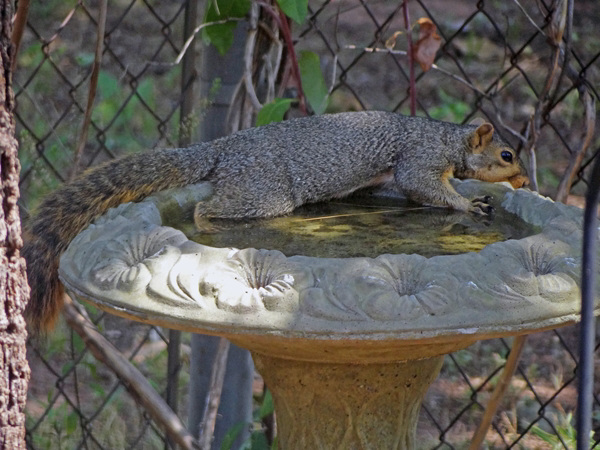 Burt Squirrel (Ginger's son)