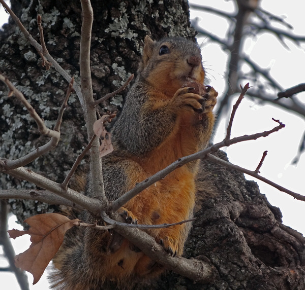 Sqwirl from a different angle !