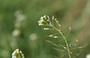 Thale cress (Arabidopsis thaliana)