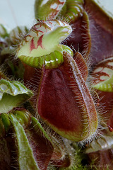 Cephalotus_follicularis_002