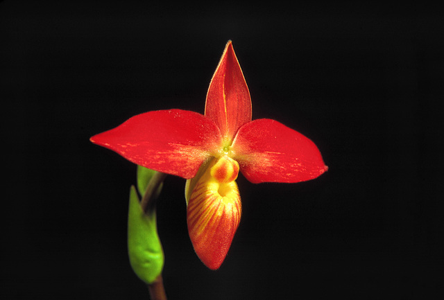 Phragmipedium besseae