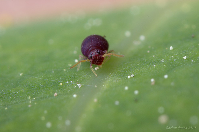 Deuterosminthurus pallipes, a tiny Springtail.