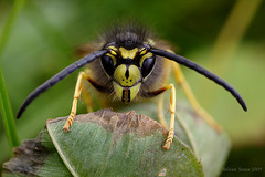 wasp_010