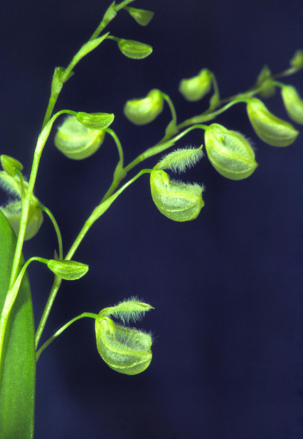 Effusiella amparoana