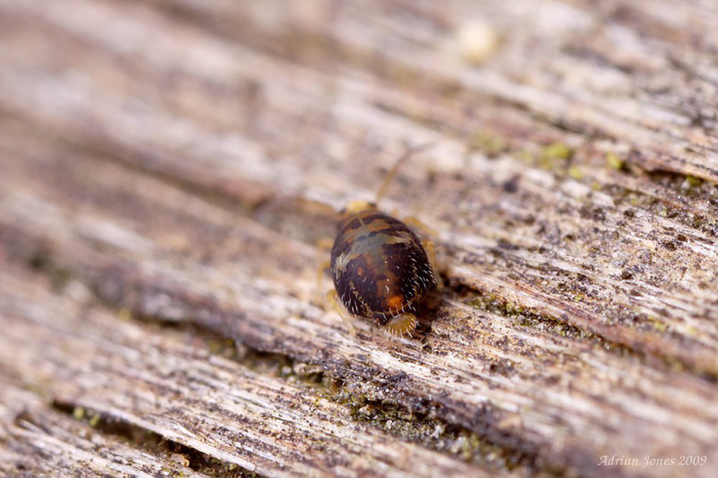 Globular Springtail Sp. (Katiannidae Genus nov. species nov.)