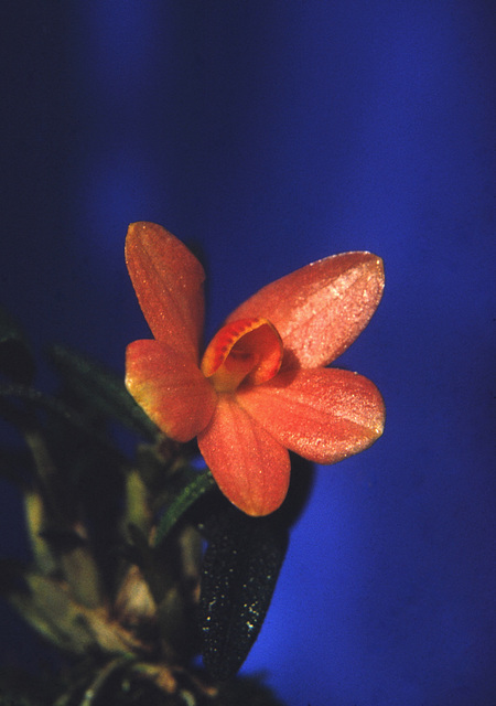 Dendrobium cuthbertsonii