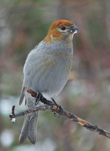 Young Pine Grosbeak