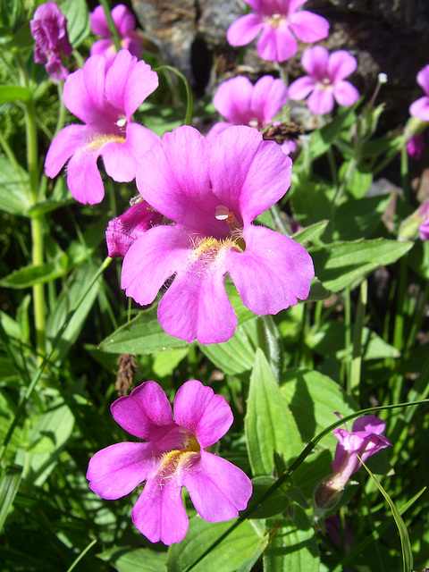 Great Purple Monkey Flower (Mimulus lewisii)