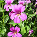 Great Purple Monkey Flower (Mimulus lewisii)