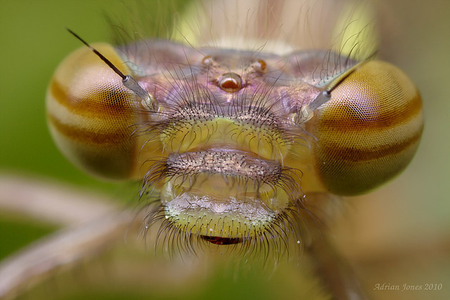 Large Red Damselfly