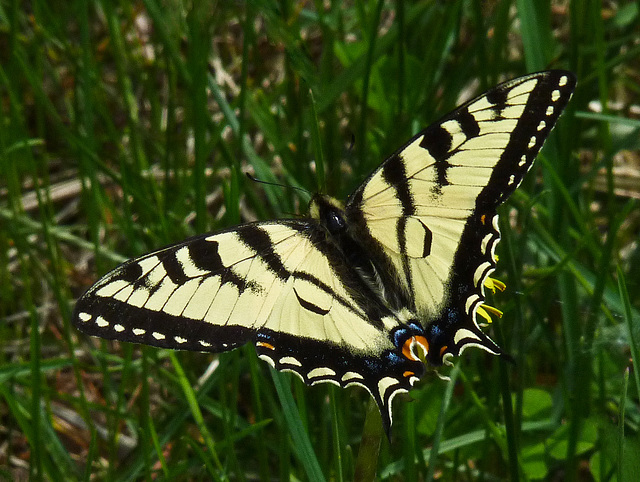 Swallowtail