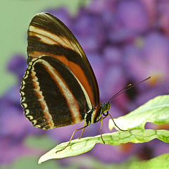 Banded Orange / Dryadula phaetusa