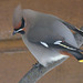 Bohemian Waxwing