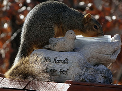 First time I have been able to catch a squirrel using this little water bowl on the West Deck