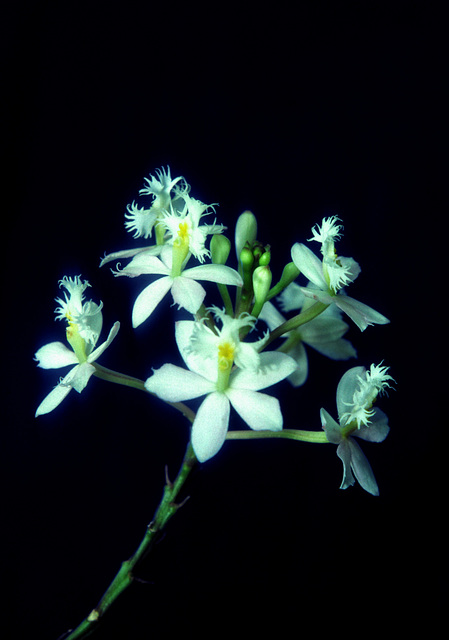 Epidendrum elongatum alba