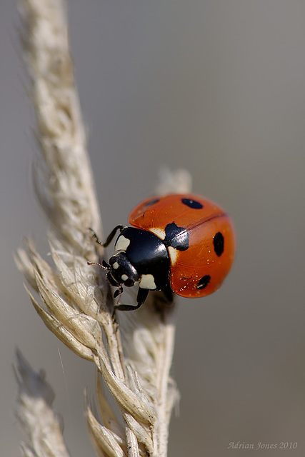 Ladybird