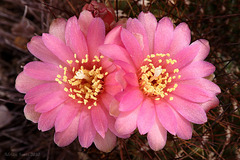 Sulcorebutia flowers.