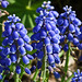 Dwarf Hyacinth