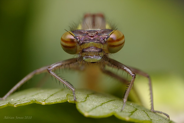 Large Red Damselfly