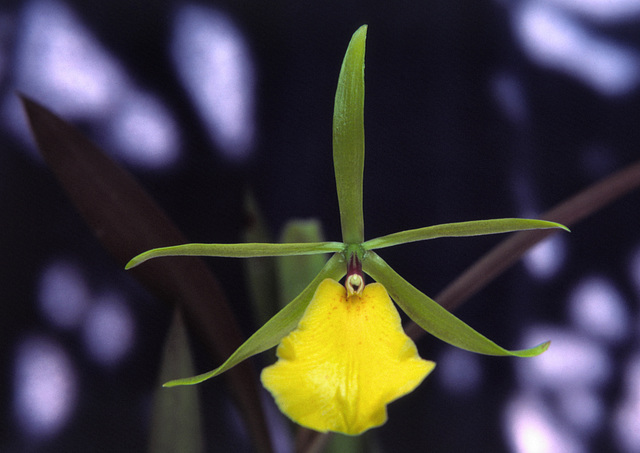 Brassoepidendrum Pseudosa