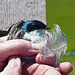 A bird in the hand ....