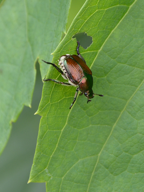 Japanese beetle