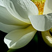 Sacred Lotus / Nelumbo nucifera