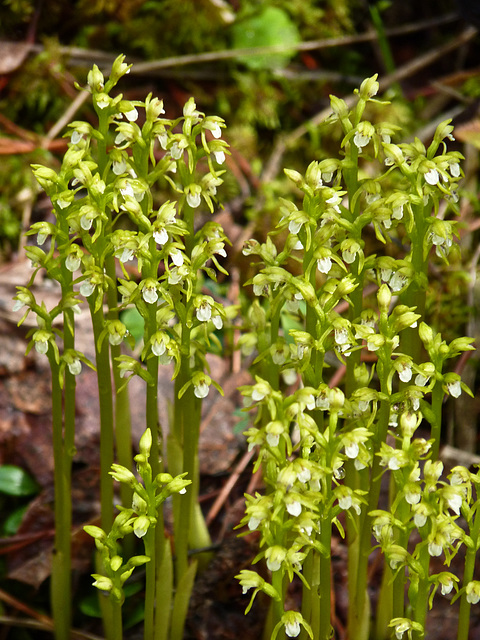 Cluster of Early Coralroot