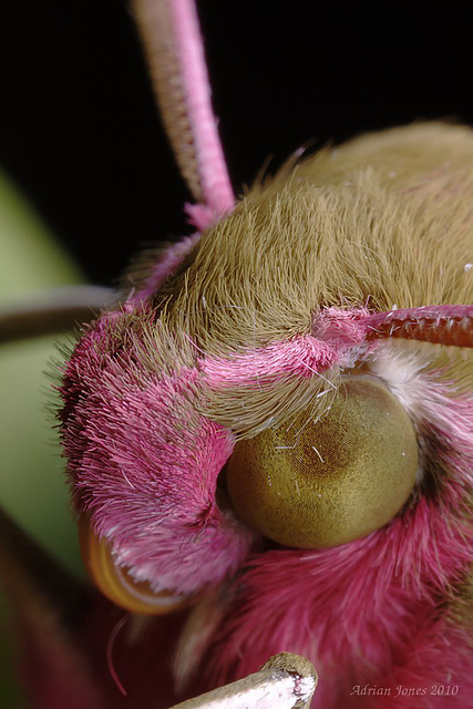 Large Elephant Hawk Moth.