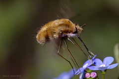 Bee-fly (Bombylius major)