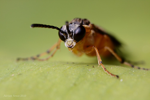 Sawfly