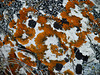 Raymond Nadeau's lichens