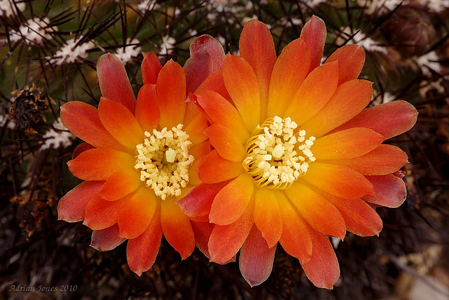 Sulcorebtia flowers