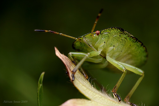 shield_bug_001