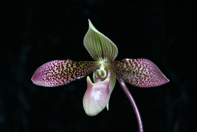 Paphiopedilum China Dragon (4)