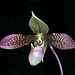 Paphiopedilum China Dragon (4)