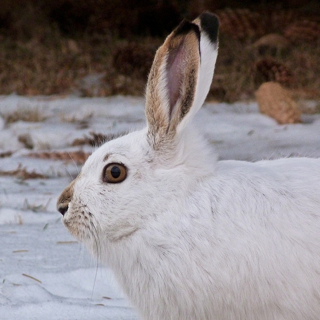 White-tailed Jackrabbit / Lepus townsendii