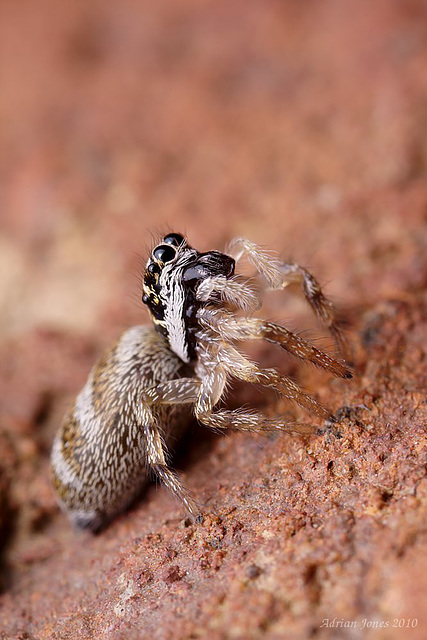 Jumping  Spider