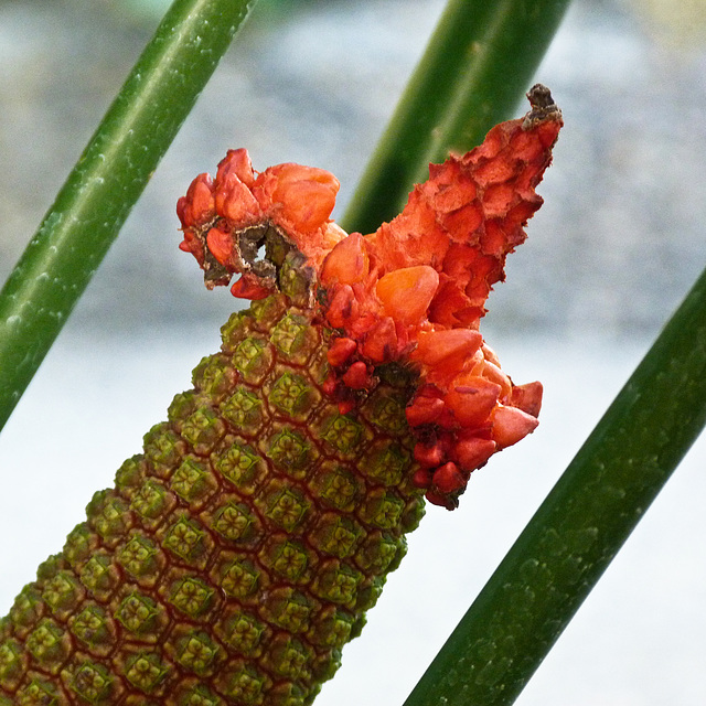 Cyclanthaceae, Carludovica palmata