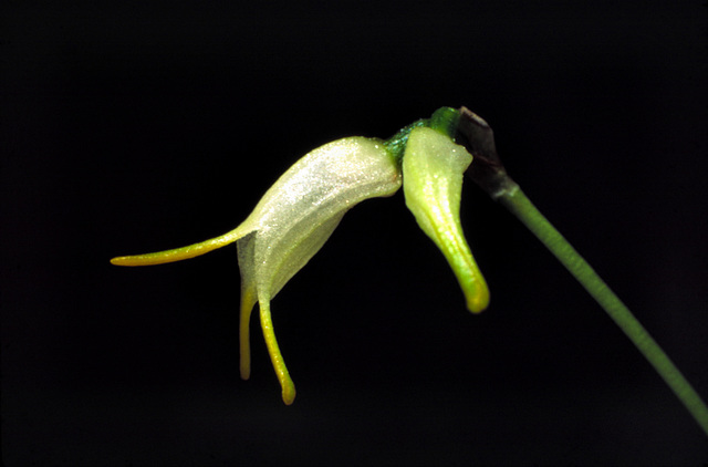 Acinopetala chontalensis