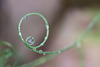 Droplet-Paned Tendril Circle within a Larger Circle!