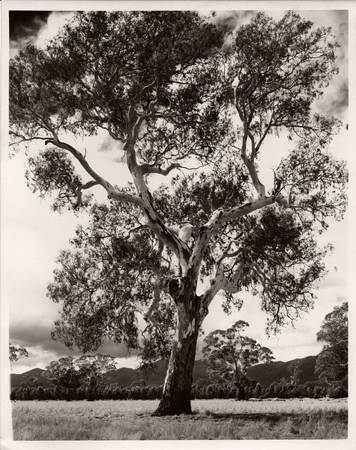 Grampians Gum