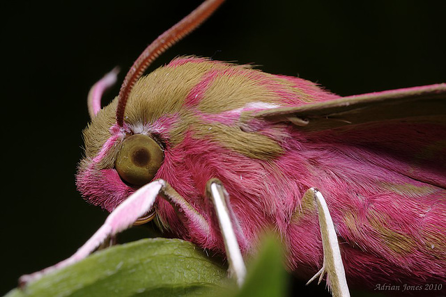 Large Elephant Hawk Moth