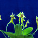 Masdevallia angulifera flava