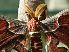 Atlas Moth details