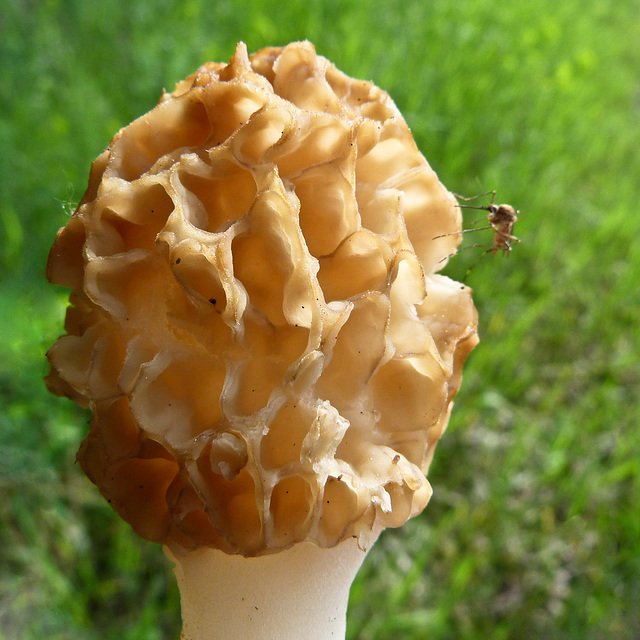 Mosquito on a Morel