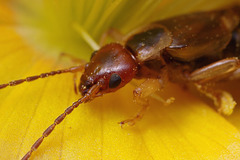 Earwig