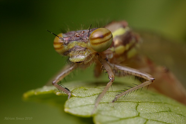 Large Red Damselfly