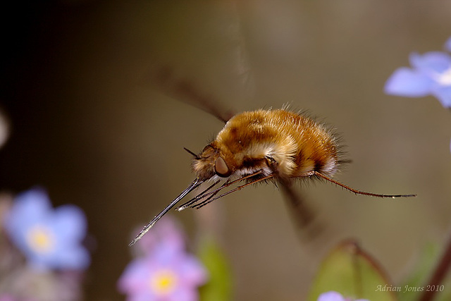 Bee-fly