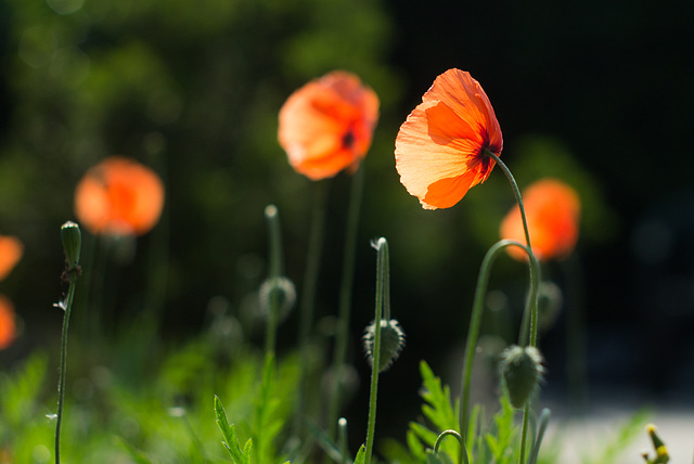 Poppies